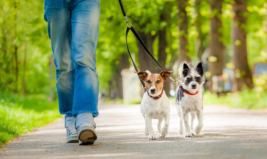 Dog Walking Job Luton at Mary Smock blog